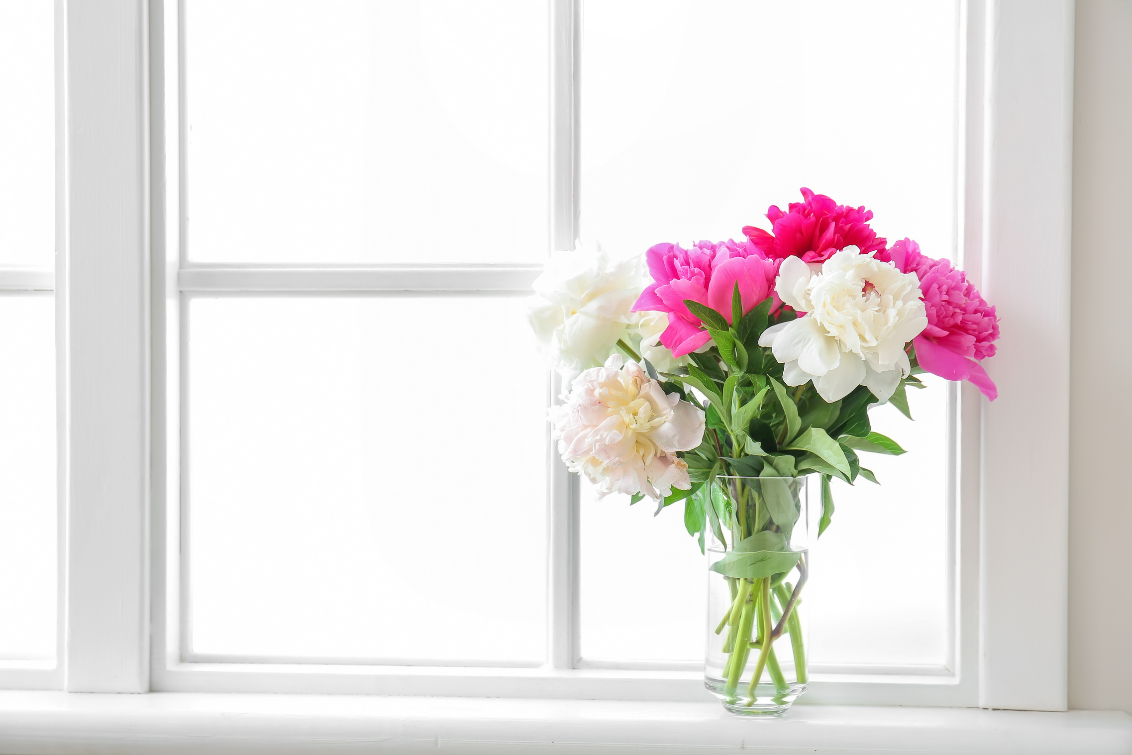 Vase with Beautiful Peony Flowers on Window Sill
