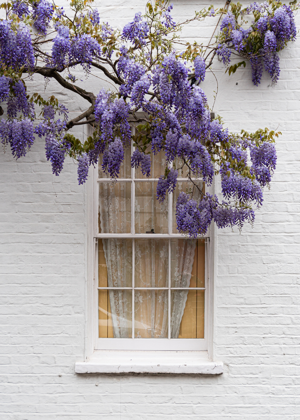 Blooming Wisteria Tree by the Window