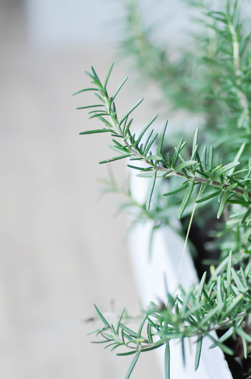 rosemary, rosemary plant